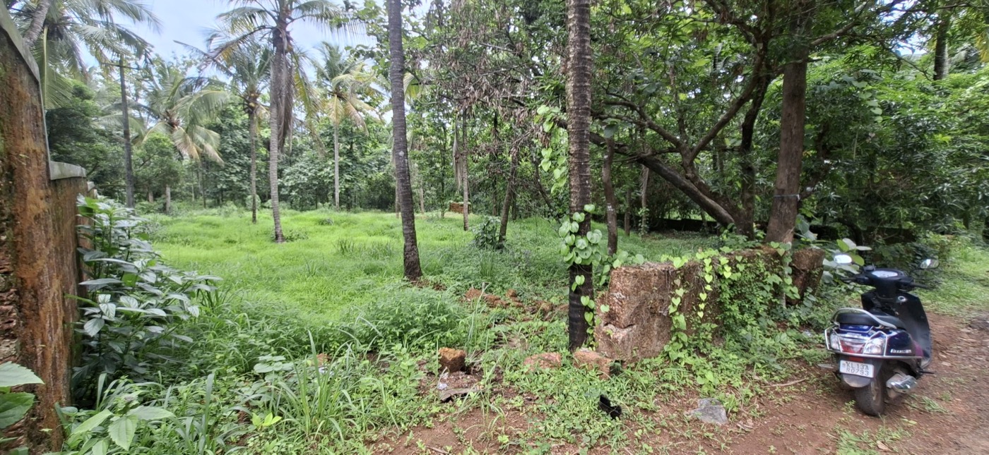 Flat 55 cent plot with coconut, teak and mango trees near Chalode, Kannur