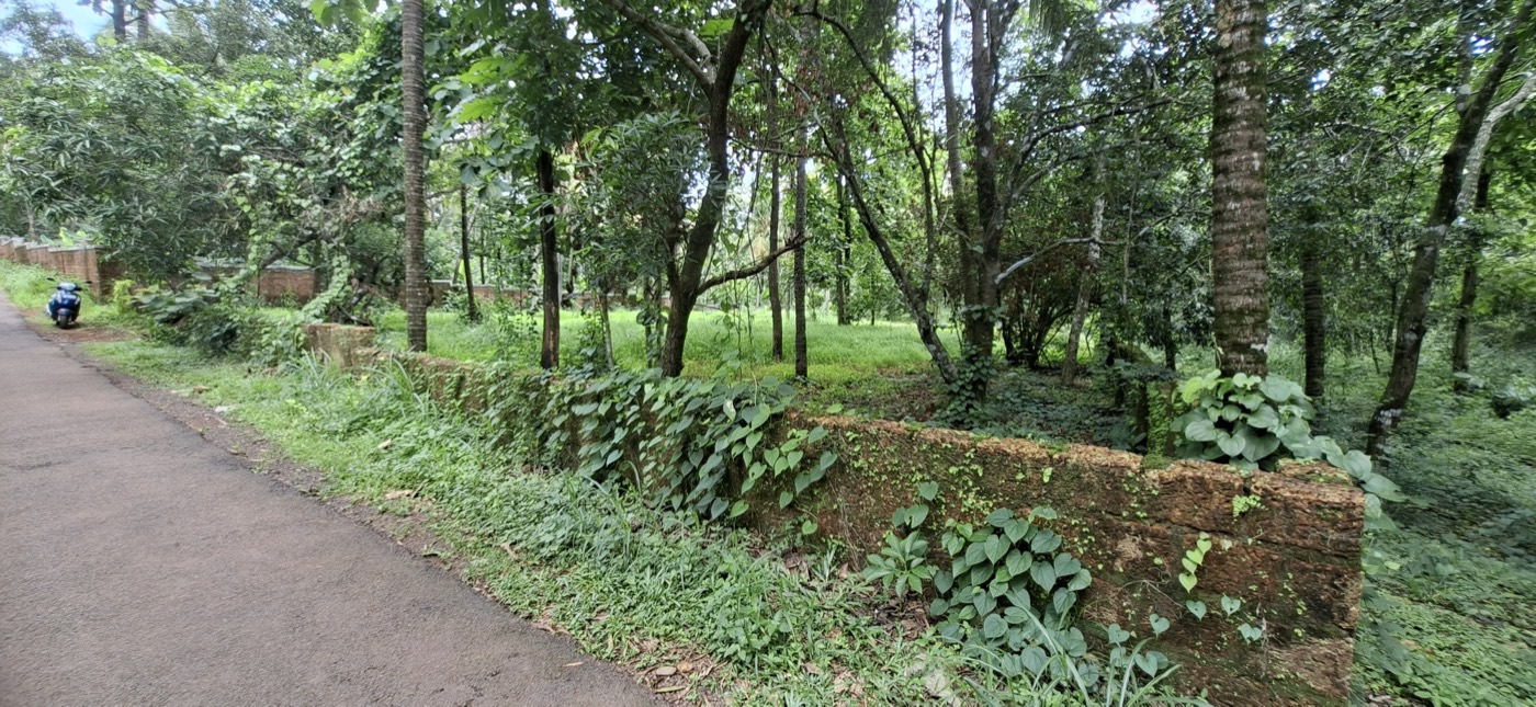 Coconut and teakwood trees on the Chalode plot