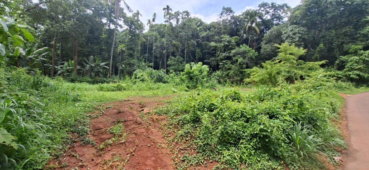 19.5 cent plot at Kumbham, Kannur near Molothumparamba temple