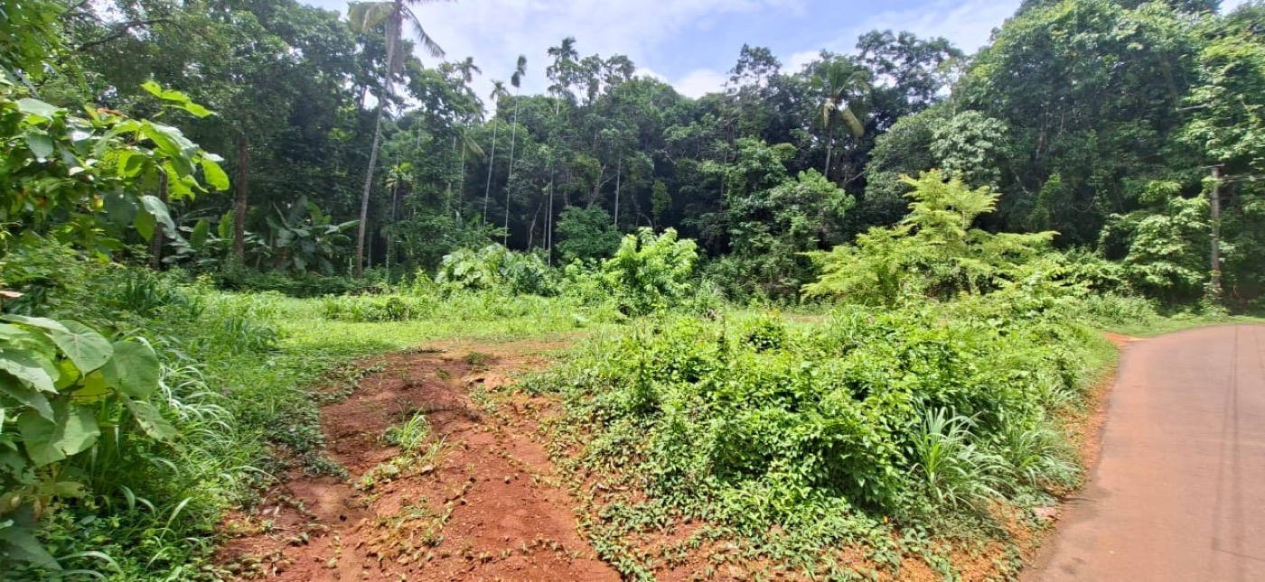 Cleared land at the Kumbham plot