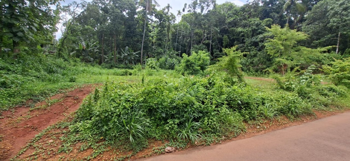 Greenery surrounding the Kumbham plot