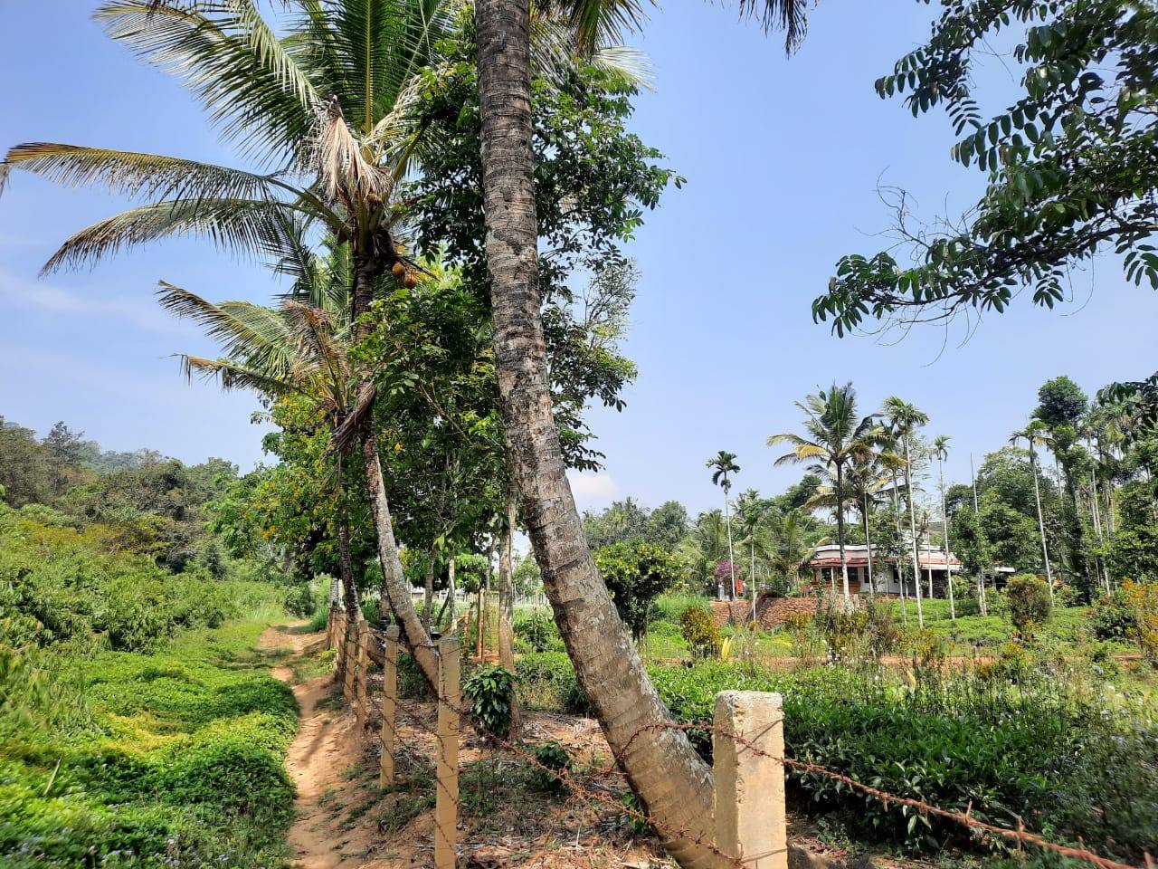 Wide view of the plantation land with coconut palms