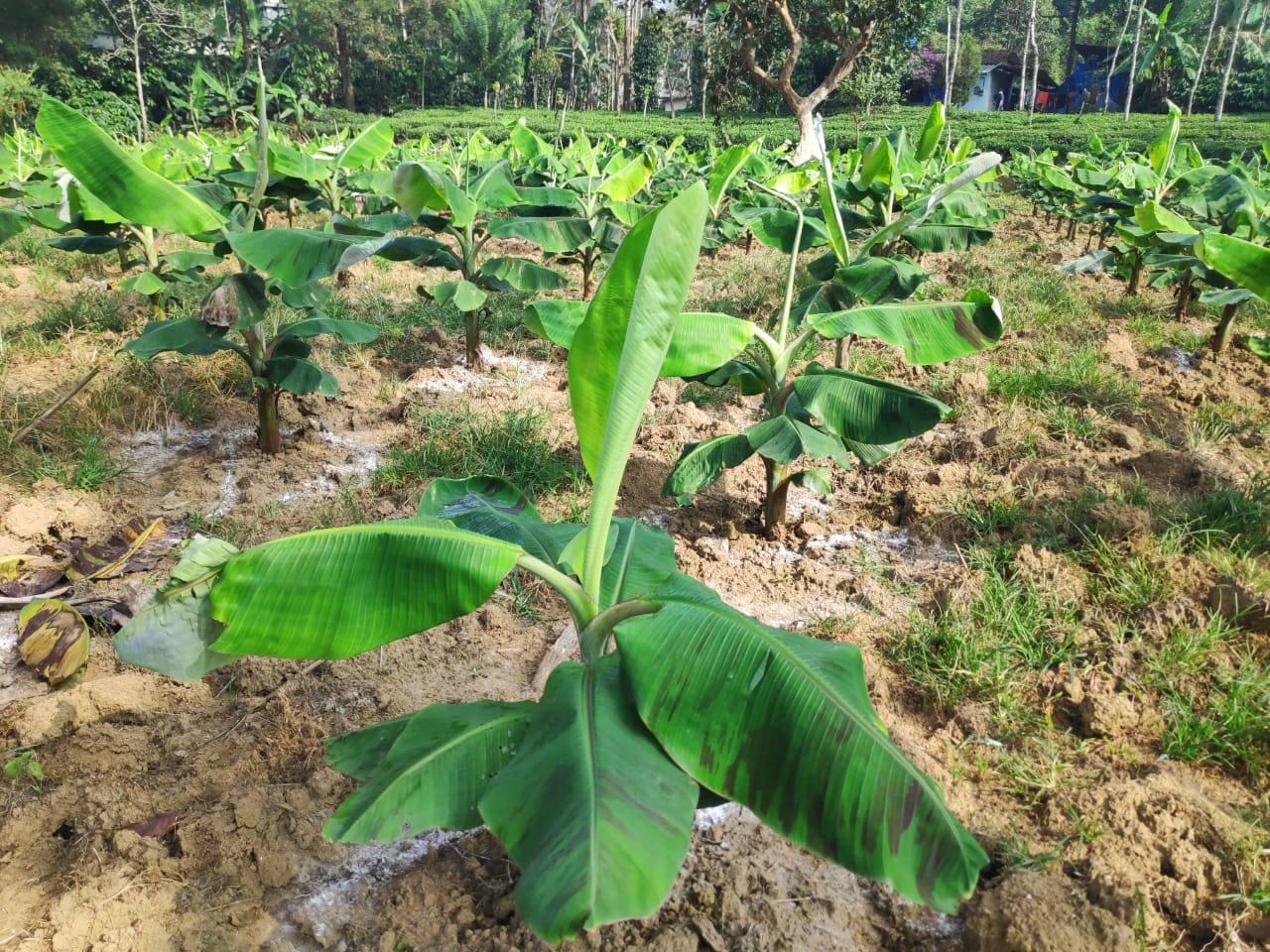 Banana plants with tea plantation behind