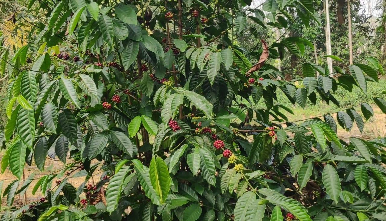 Coffee plants in fruit
