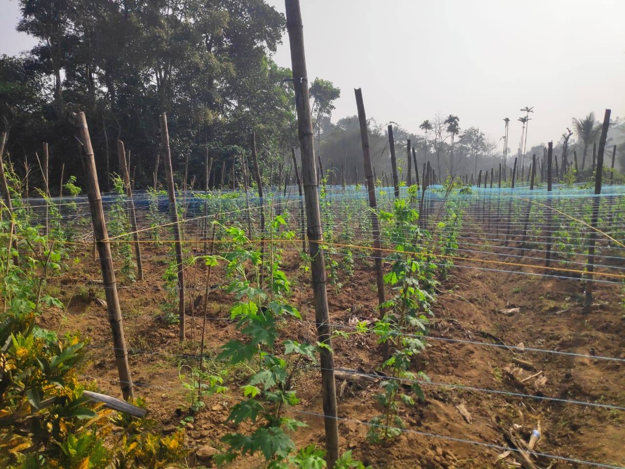 Pepper vines on the estate
